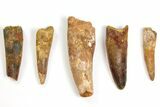 Lot: to Bargain Spinosaurus Teeth - Pieces #141562-1